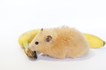 Hamsters - Developers