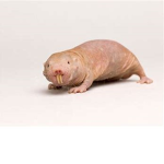a group for mole rats