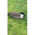 Goober the goose