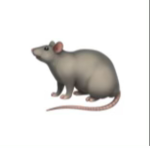 ve rats