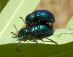 BlueBug inc.