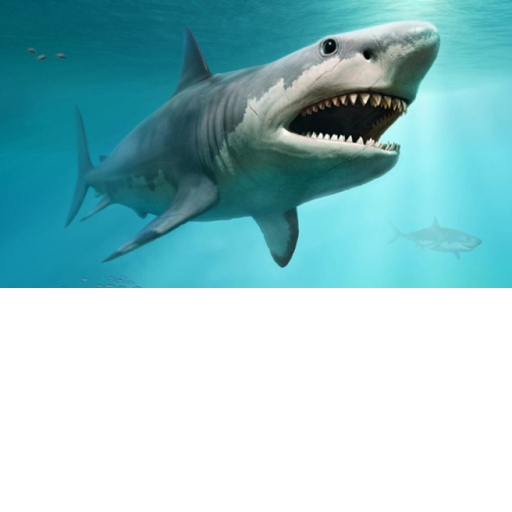 survive sharky friends