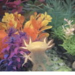 We love axolotls together!