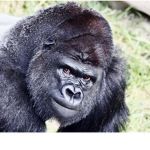 Soldiers of Gorilla