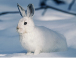 Bunnies are great