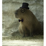CaPyBaRa FoR LiFeRs
