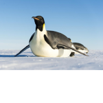 penguines fan group