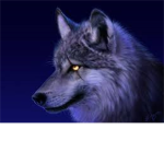 ELITE-TRAVEL FOOTBALL TEAM-WOLFS!