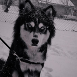 Dog fashion.co
