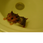 wet hammy