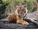 Team Tiger :D