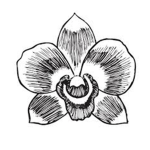 Orchid Garden