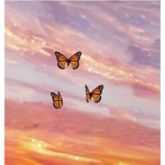 Butterfly’s love