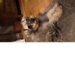 Milly the dog