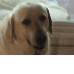 Sandy aka doge