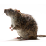 The Ratz Tribe