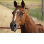 Horse heads!