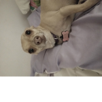 Emily Chihuahua group