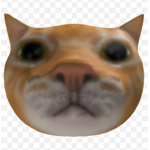 cats group meow meow meow meow meow meow!