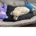 Adopt meGroup