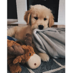~ puppy people ~
