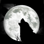 The Furry Warrior Of The Night