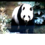 The Wild Pandas