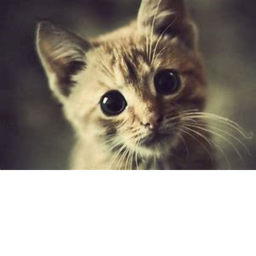 Meow's Obby