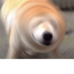 Am Doge hehe