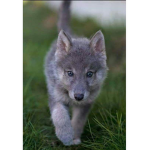 Wolfy Official Fan Group_