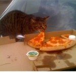 Hotdogs & Cats Fan Group!
