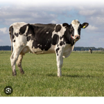 Cow center!