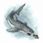 The Shark Chat