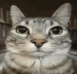 Der Katzenkult