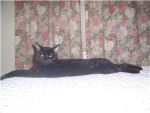 catz