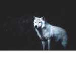 littlest wolf's pack!