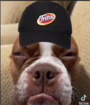 Help me get verified :(