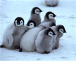 💕Cute Penguins💕💎 Fan Club💎