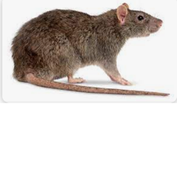 The rat invasion