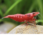 Peaceful shrimp