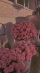 Thrifty things