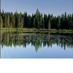 Warrior Cats- experienced Lake territory rp