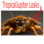 TropicalJupiter Leaks fr