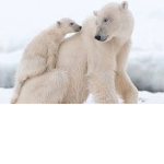 BearSquadArmy