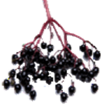 ELDERВERRIES