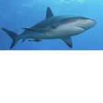 Creatures of the deep