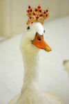 The Goose Empire.