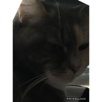 Stop war with cats