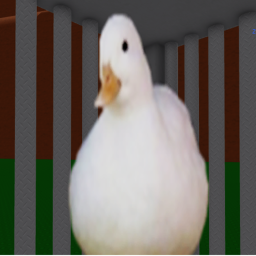 duck invasion