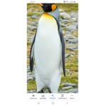 Penguin fan for lofe